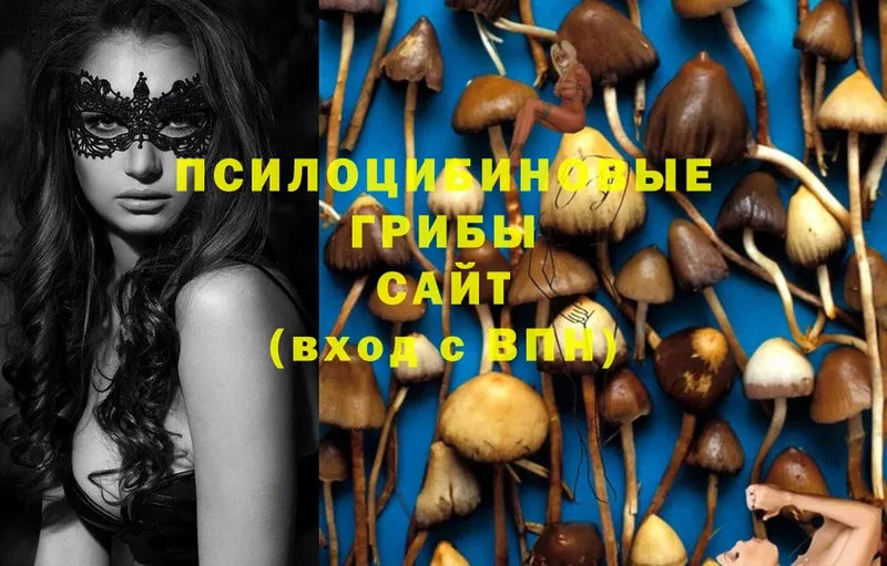 Псилоцибиновые грибы Magic Shrooms  Лыткарино 